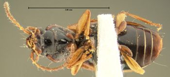 Media type: image; Entomology 16299   Aspect: habitus ventral view